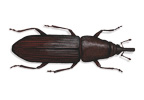 Euophryum