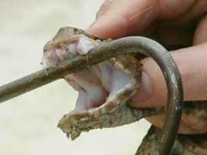 allontanamento-rettili-veleno-serpente-SIADD-Torino