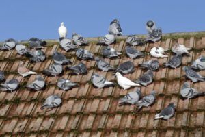 piccioni-problema-infestazione-tetto