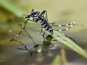 zanzara-tigre-aedes-albopictus