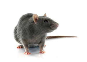 ratti e topi