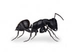 formica perdilegno
