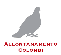 allontanamento colombi