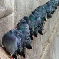 piccioni-fila-SIADD