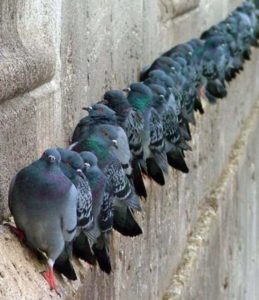 piccioni-fila-SIADD