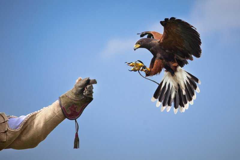 falconeria-SIADD-birds-control