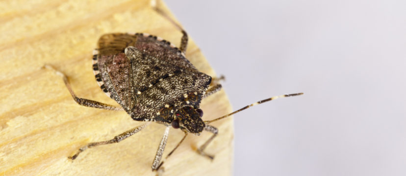 cimice-asiatica