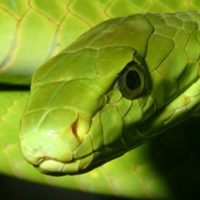 antiofidico-rettili-serpente