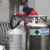 azoto-liquido-disinfestazioni-cimici-SIADD