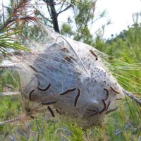 nido-processionaria-albero-disinfestazione