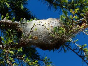 nido-processionaria-ramo-disinfestazione