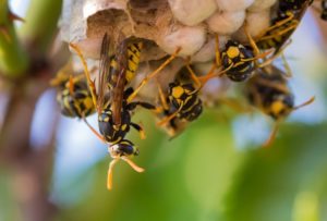 nido-vespe-SIADD-disinfestazione