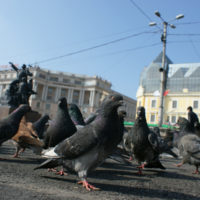 piccioni-piazza-città-allontanamento