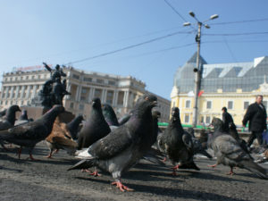 piccioni-piazza-città-allontanamento