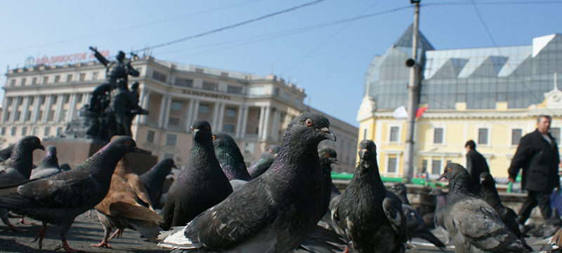 piccioni-piazza-città-allontanamento