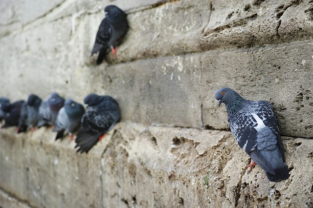 piccioni