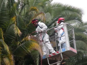 trattamento-antiparassitario-palme-SIADD-Torino