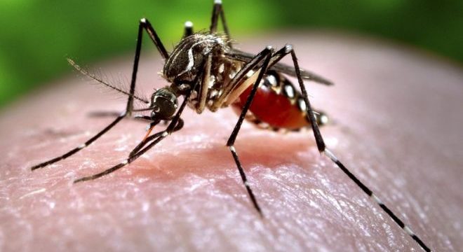 zanzara-puntura-virus