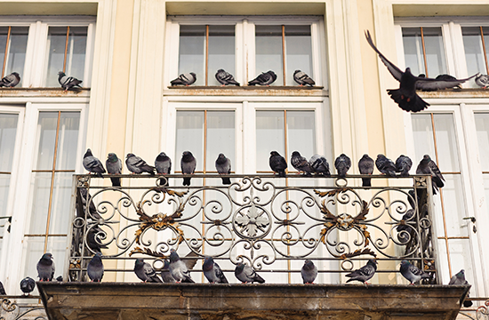 balcone-allontanamento-piccioni-colombi