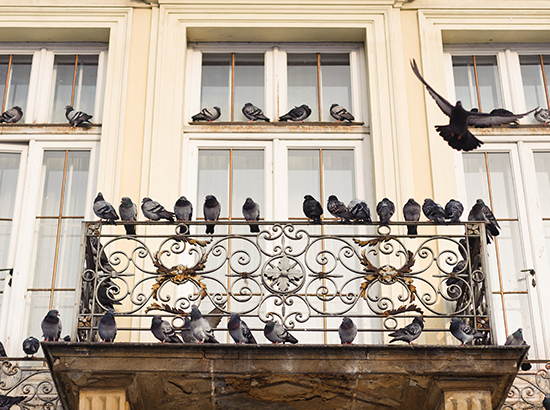 balcone-allontanamento-piccioni-colombi