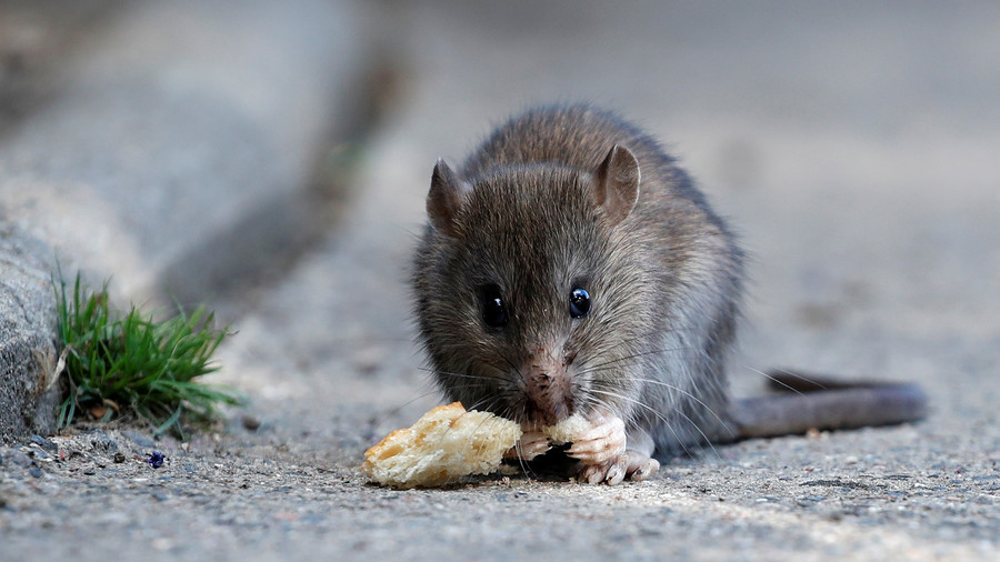 ratto-derattizzazione-Siadd-Torino