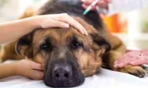cane-leishmaniosi-vaccino-veterinario