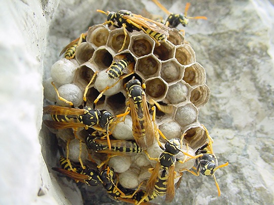nido-vespe-calabroni-disinfestazione