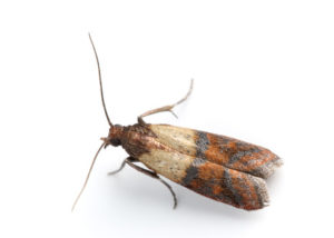 lepidotteri delle derrate