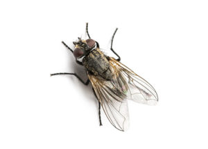 mosca domestica