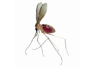 flebotomi
