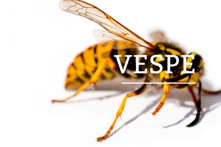 Infestazione delle vespe