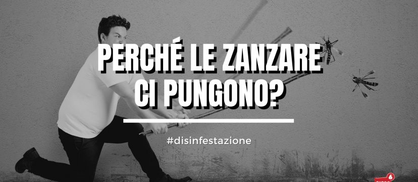 Perché le zanzare ci pungono