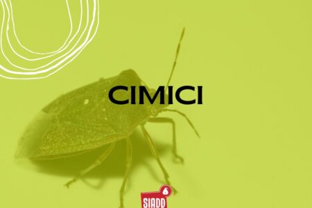 È tornata la stagione delle cimici dei letti