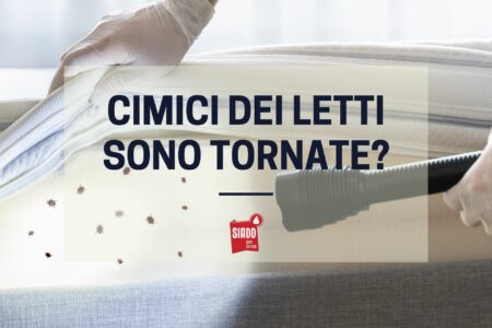 Le cimici dei letti sono tornate