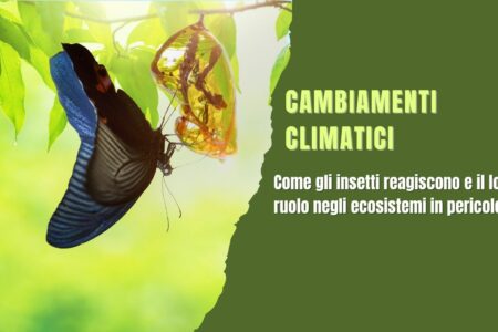 I Cambiamenti Climatici e il loro Impatto sugli Insetti: Un Equilibrio in Pericolo